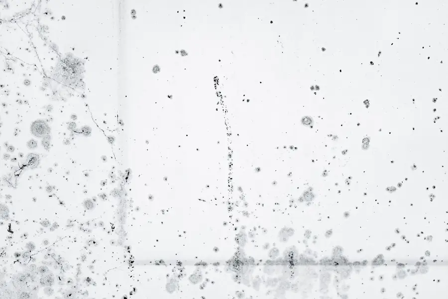 Dark mold spots spreading over a white wall