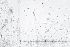 Dark mold spots on a white wall